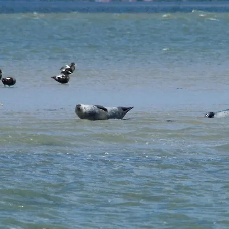 Sielufer ドルヌム